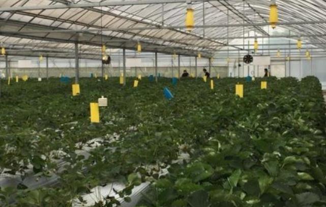 電氣栽培為中國農業種植提供新動力