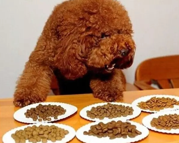 如何选择适合自己狗狗的粮食
