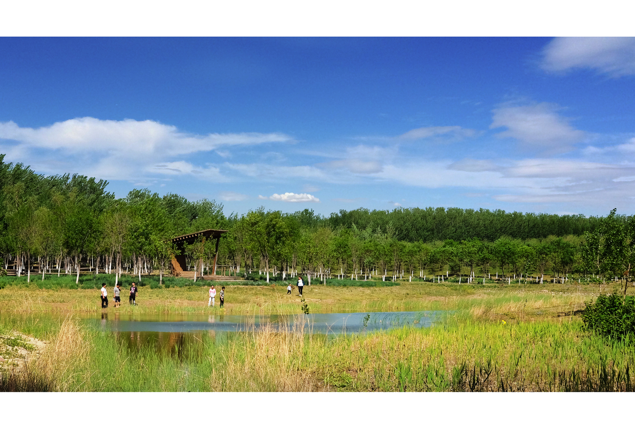 北京東郊森林公園——濕地公園