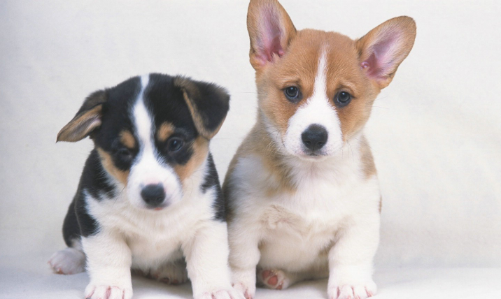 关于狗狗人工哺育和寄养